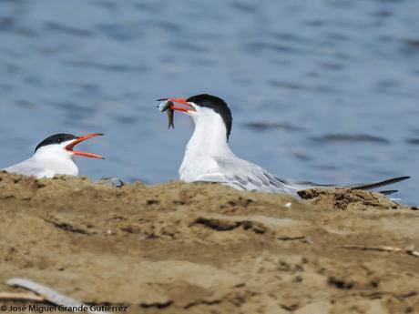 Charrán común (Sterna hirundo)