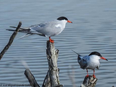Charrán común (Sterna hirundo)