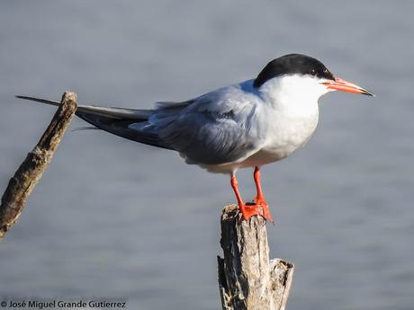 Charrán común (Sterna hirundo)