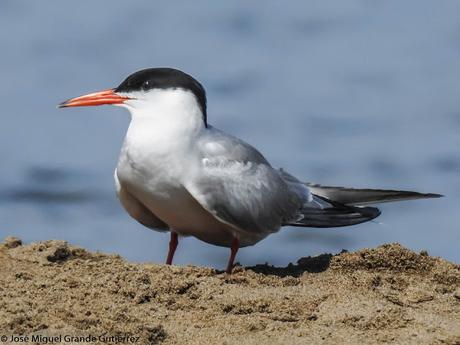 Charrán común (Sterna hirundo)