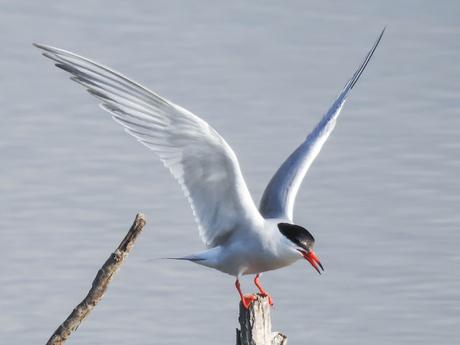 Charrán común (Sterna hirundo)