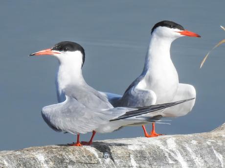 Charrán común (Sterna hirundo)