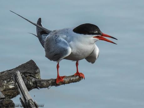 Charrán común (Sterna hirundo)