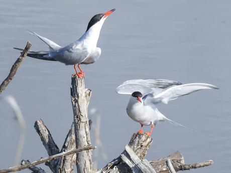 Charrán común (Sterna hirundo)