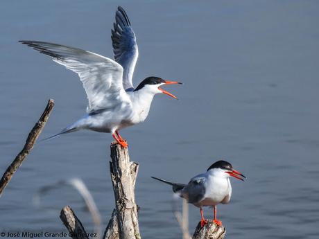 Charrán común (Sterna hirundo)