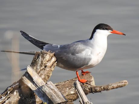 Charrán común (Sterna hirundo)