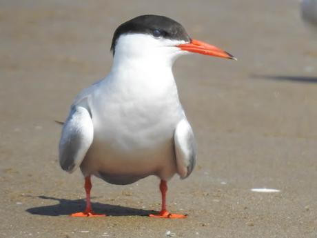 Charrán común (Sterna hirundo)