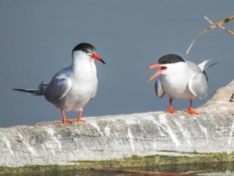 Charrán común (Sterna hirundo)