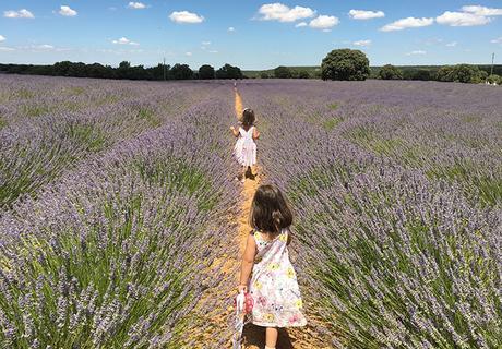 ¡Huele a lavanda! Los Asombrosos Campos de Lavanda de Brihuega