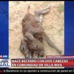 Video: En Villa Rivas nació becerro con dos cabezas.