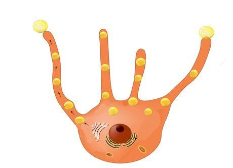 Resultado de imagen para melanocito