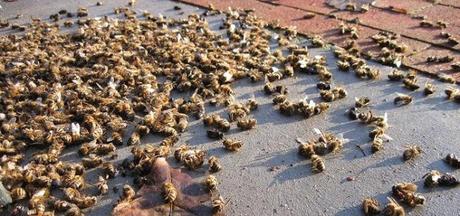 Uno de los estudios demostró que las abejas obreras y las reinas de las colmenas morían antes en contacto con neonicotinoides