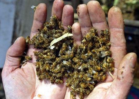 Uno de los estudios demostró que las abejas obreras y las reinas de las colmenas morían antes en contacto con neonicotinoides