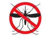 Cómo repeler insectos: fórmulas naturales para insectos