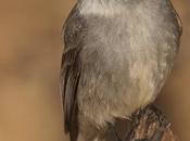 Bobito Chico (Cuban Pewee) Contopus caribaeus (d´Orbigny, 1839)