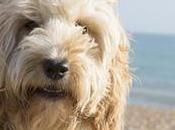 claves para mantener fresco perro verano