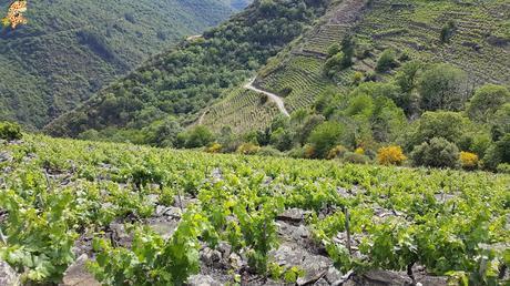 Ruta de miradores de la Ribeira Sacra