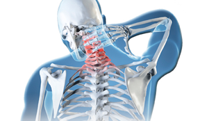 La columna vertebral es la esencia de nuestro cuerpo