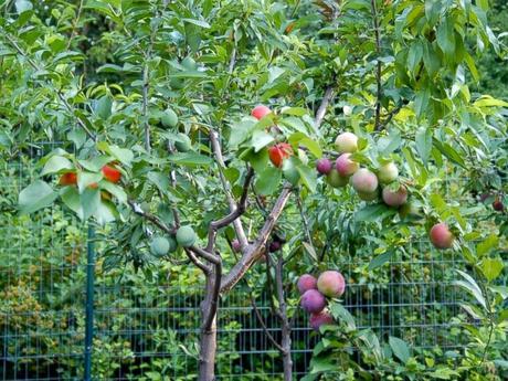 De este árbol nacen 40 frutos distintos