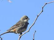 Diuca (Diuca diuca)