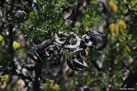 Algarrobo del chancho (Prosopis denudans)