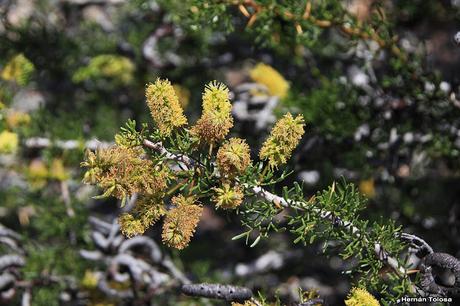 Algarrobo del chancho (Prosopis denudans)