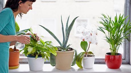 Las mejores plantas para la calidad del aire interior