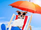 Cómo proteger mascotas