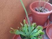 Dionaea D.filiformis cumplen meses!