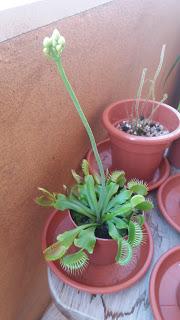 La Dionaea y la D.filiformis cumplen dos meses!