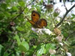 La flor de la zarza…