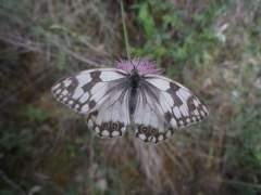La flor de la zarza…