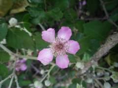 La flor de la zarza…