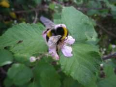 La flor de la zarza…