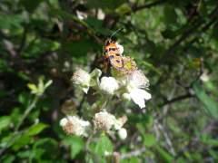 La flor de la zarza…