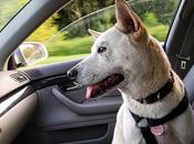 vacaciones…¿Qué hacemos nuestras mascotas?