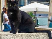 Apostolado gatuno