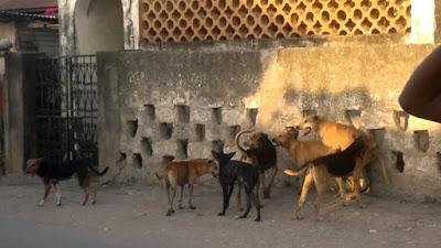 Perros callejeros atacaron a un nene en Zapala: está grave en el Castro Rendón