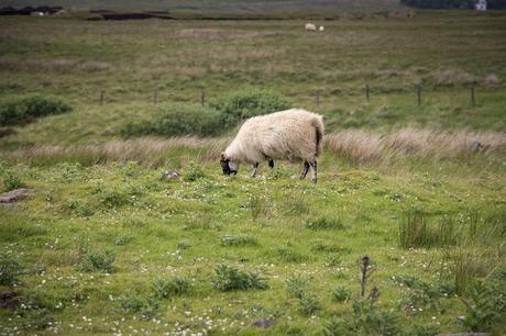 Escocia. Isla de Skye