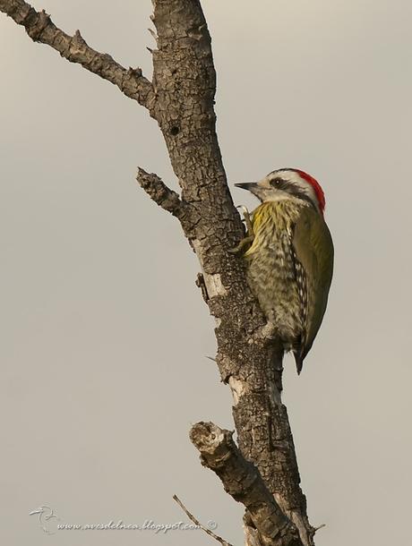 Carpintero Verde (Cuban Green Woodpecker) Xiphidiopicus percussus (Temminck, 1826)