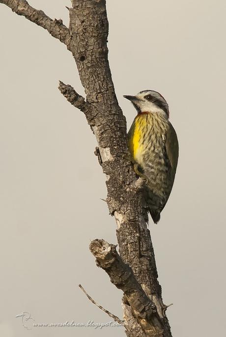 Carpintero Verde (Cuban Green Woodpecker) Xiphidiopicus percussus (Temminck, 1826)