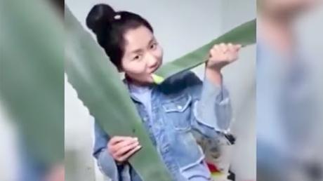 Come una planta en vivo y descubre que es venenosa