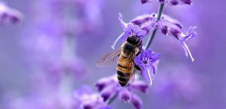 Cómo las abejas catalogan colores, serviría para cámaras del futuro.