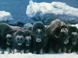 Lo que simboliza soñar con un yak. Lo que simboliza soñar con un yak.