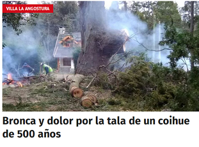 Bronca y dolor por la tala de un coihue de 500 años en Villa La Angostura