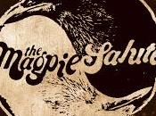 Magpie Salute falta Cuervos, buenas Urracas
