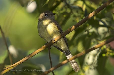 Fiofío corona dorada (Greenish Elaenia) Myiopagis viridicata