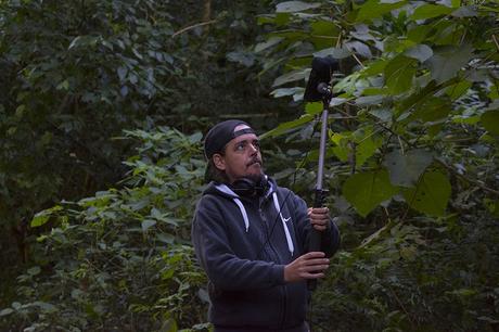 Fiofío corona dorada (Greenish Elaenia) Myiopagis viridicata