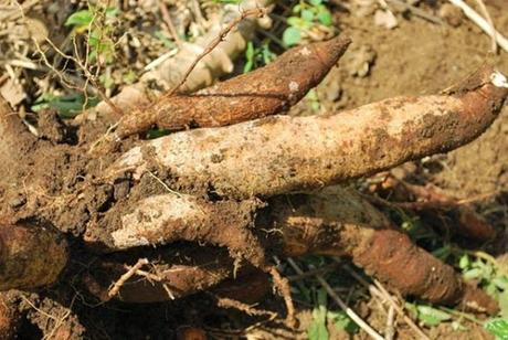 Juez canta prisión preventiva a hombre habría robado 7 libras de yuca.