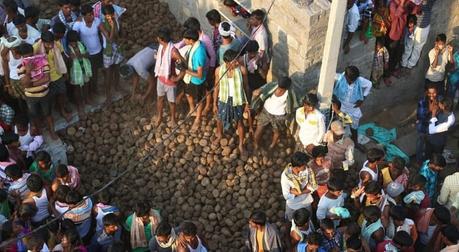 La batalla anual de la torta del estiércol de vaca